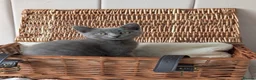 British Shorthair cats for sale: 💙Gorgeous British Shorthair / Longhair Kittens 💙 - Advert 16