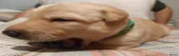 Labrador Retriever dogs for sale: Stunning 3 male labrador  in Dunmow - Advert 5