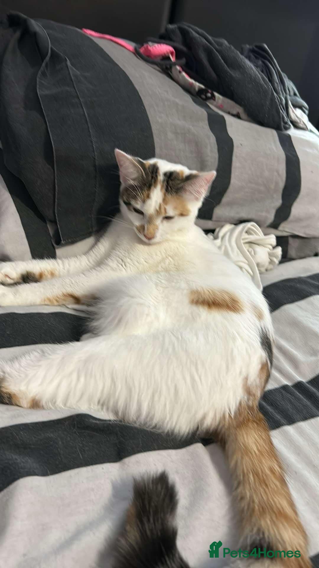 Domestic Shorthair cats for sale: Pretty young female cat - Advert 6