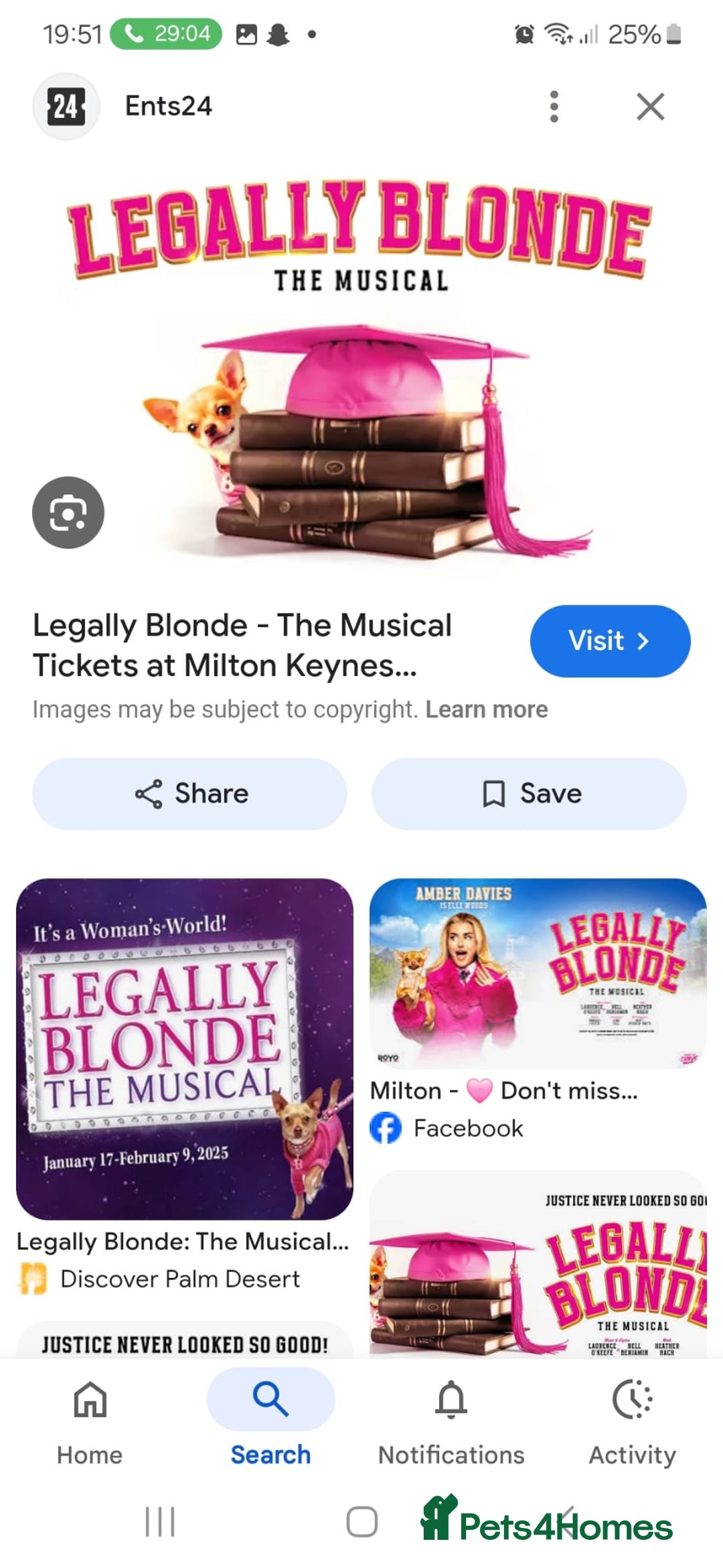 Chiweenie dogs for sale: Stunning Micro Chiweenie Litter - Smallest in UK - Advert 14