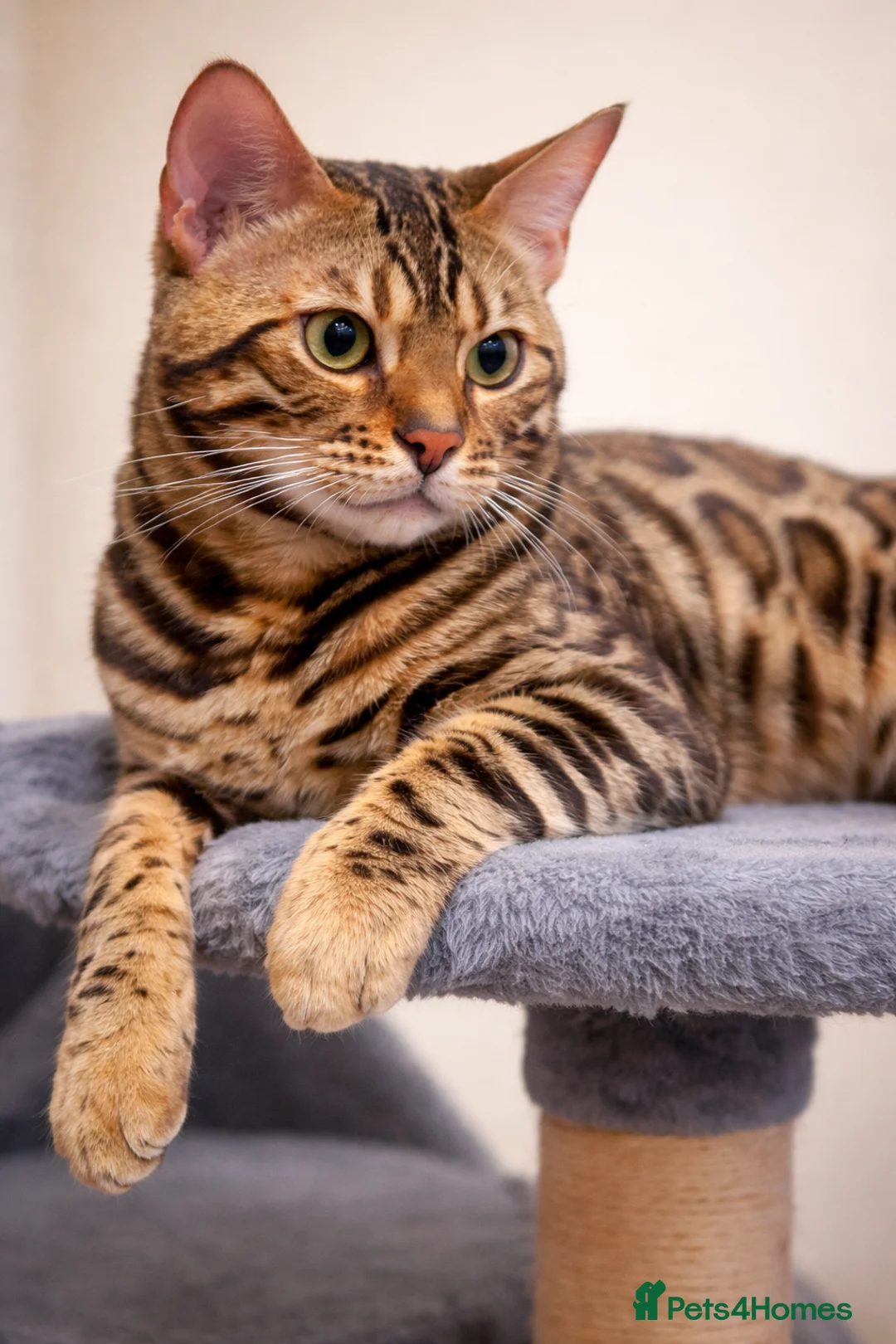 Bengal cats for stud: cat for mating. Bengal TICA - Advert 2