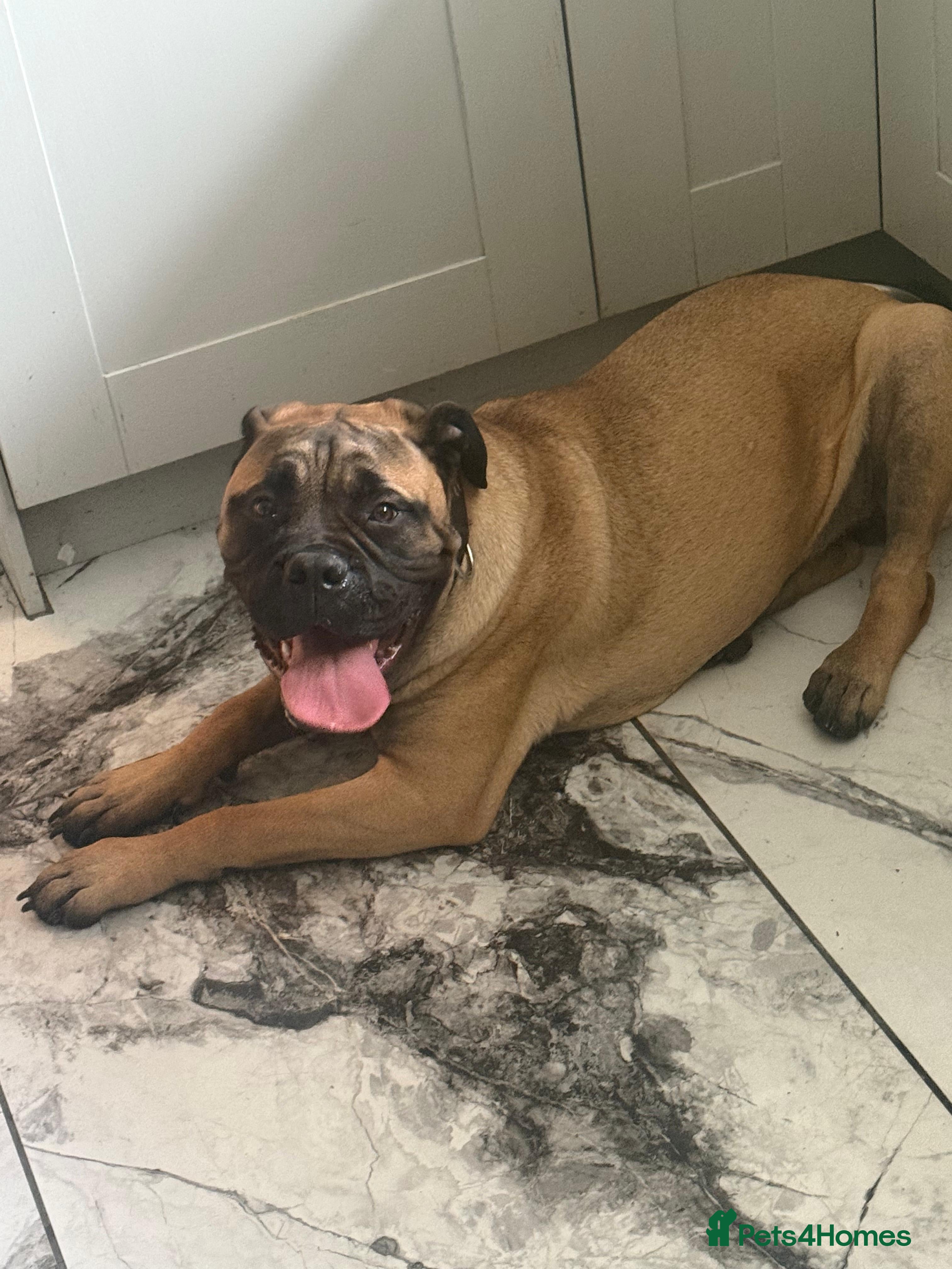 Bullmastiff dogs Beautiful bullmastiff bitch  - Advert 6