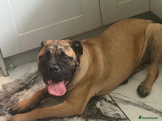 Bullmastiff dogs Beautiful bullmastiff bitch - Advert 3