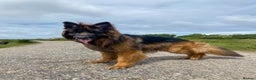 German Shepherd dogs for stud: ⭐️ Health tested, Proven, KC reg GSD ⭐️  - Advert 9