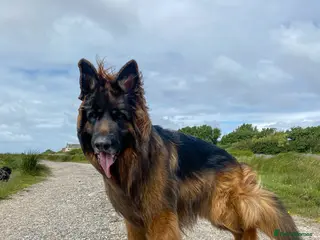 German Shepherd dogs ⭐️ Health tested, Proven, KC reg GSD ⭐️ - Advert 19