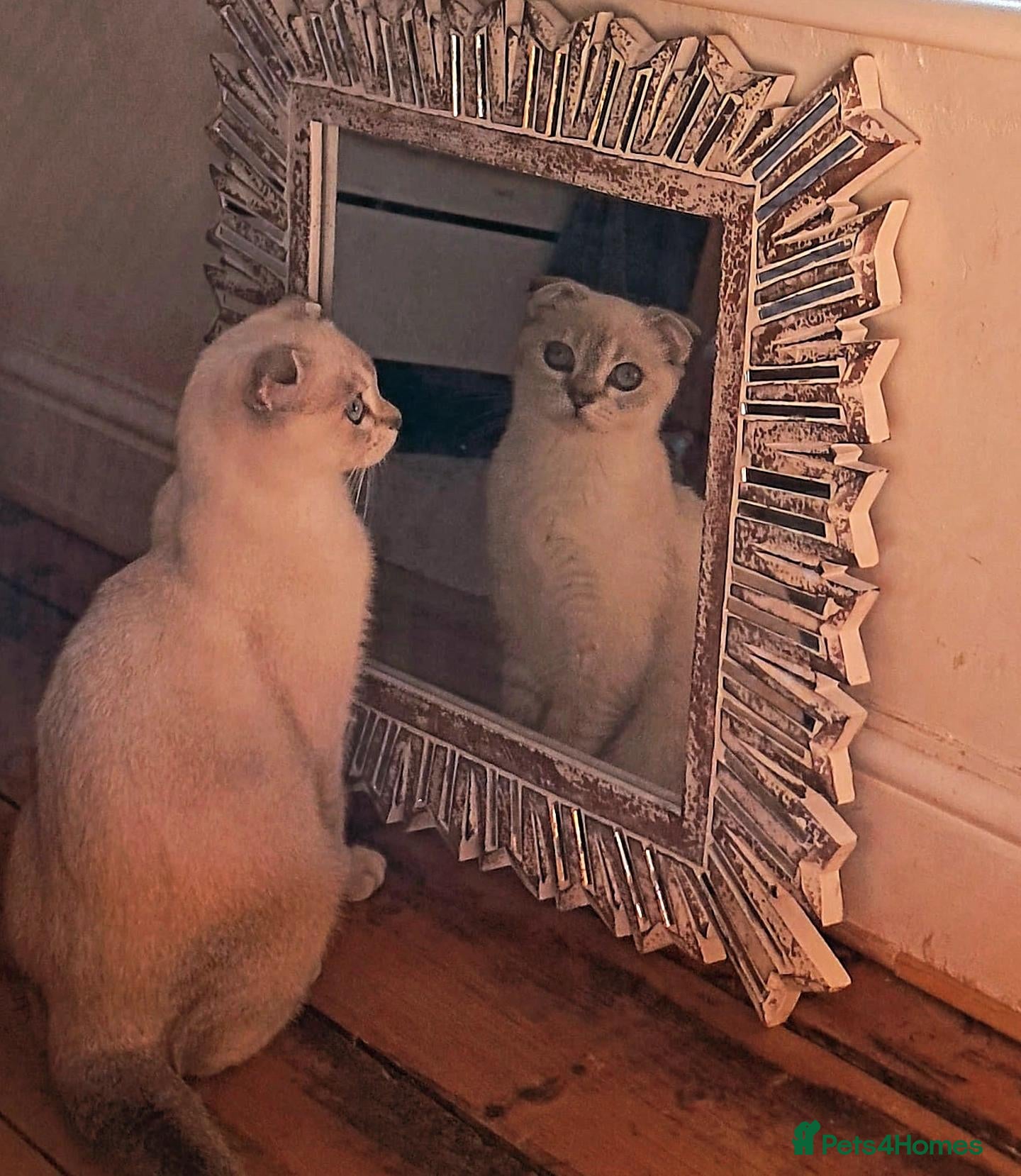 Scottish Fold cats Two beautiful Scottish Fold kittens - Advert 1