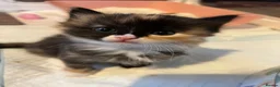 Mixed Breed cats for sale: Beautiful Ragdoll x kittens for sale  - Advert 3