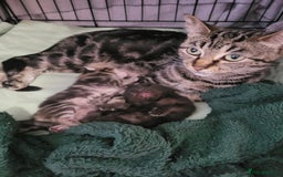 Ragdoll cats for sale: Cutest Ragdoll/Bengal mix kittens. - Image 4