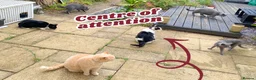 Domestic Shorthair cats for sale: Mouse - looking for her retirement home - Advert 7