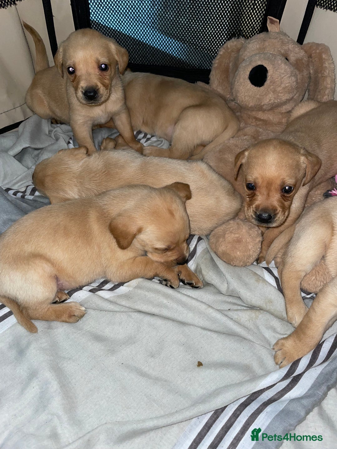 Labrador Retriever dogs for sale: Labrador puppies deposit secures - Advert 7