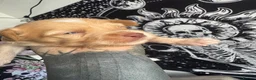 Chinese Crested dogs for sale: chinese crested puppys hairless ! :) - Advert 14