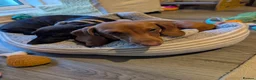 Miniature Dachshund dogs for sale: 2x miniature dachshunds - Advert 14