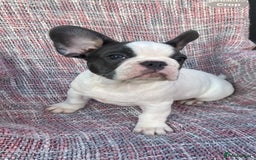 French Bulldog dogs for sale: REDUCED PRICE READY TO LEAVE NOW - Image 4