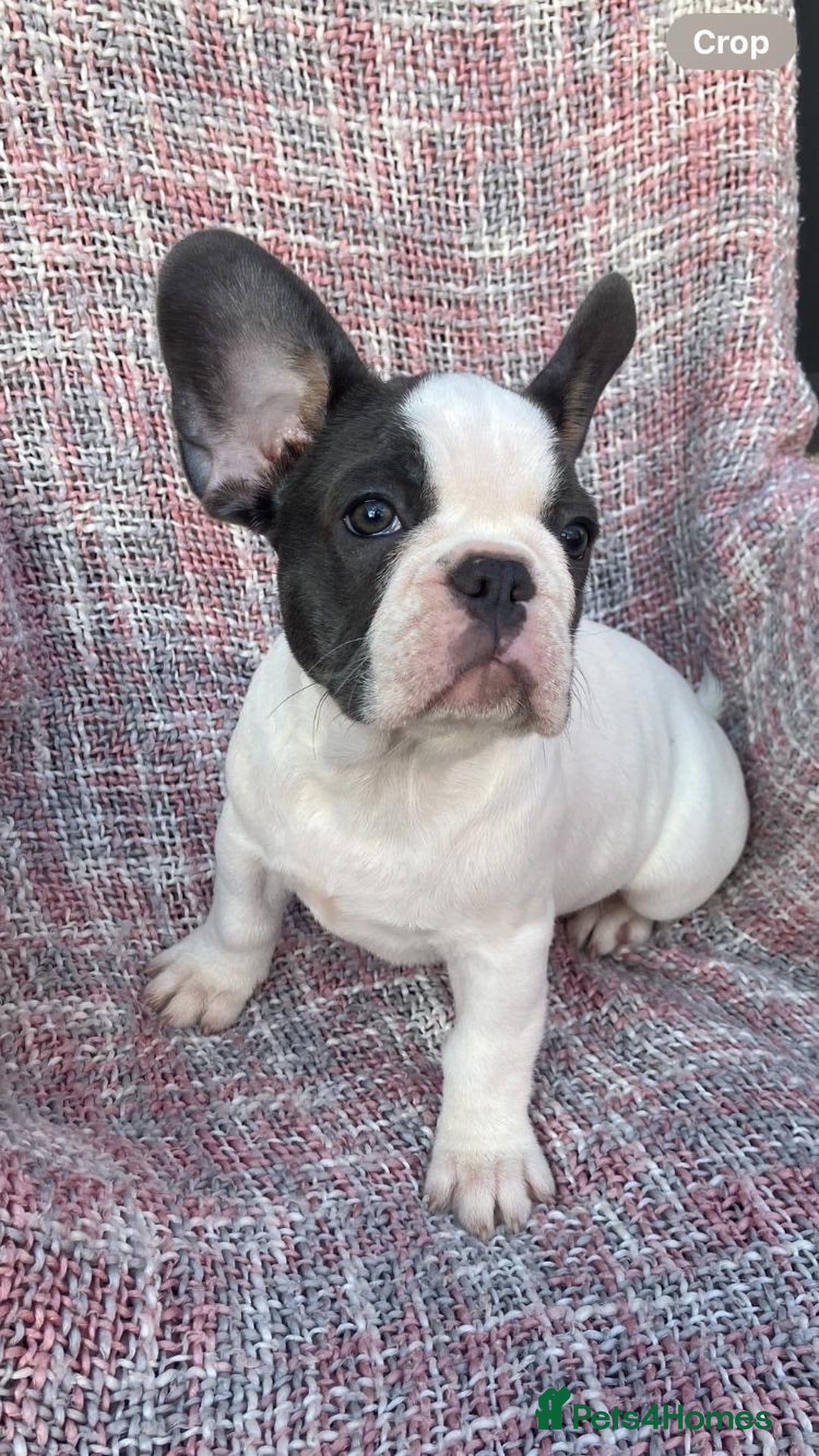 French Bulldog dogs for sale: REDUCED PRICE READY TO LEAVE NOW - Image 4