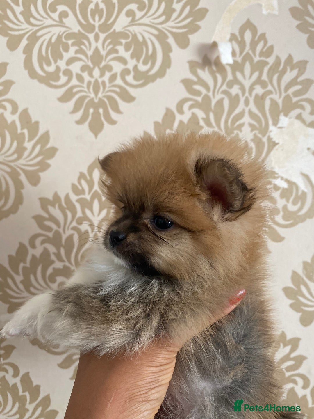 Pomeranian dogs for sale: Beautiful Russian bloodline Pomeranian puppies - Image 23
