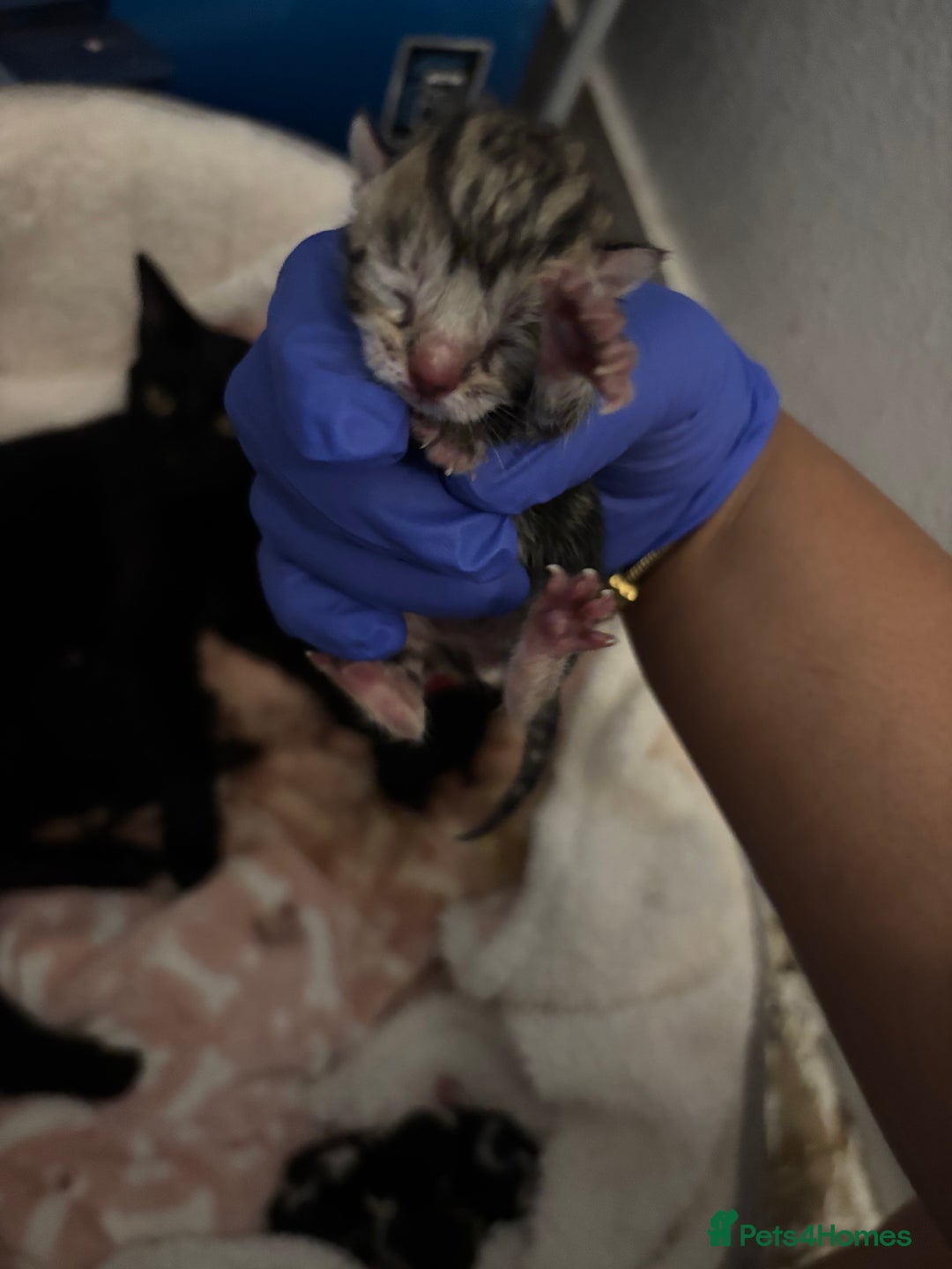 Domestic Shorthair cats for sale: Beautiful Newborn Ready for Homes in 8 Weeks 🐾 - Image 1