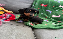 Miniature Dachshund dogs for sale: Miniature dachshund. 8 weeks READY TO LEAVE - Image 18