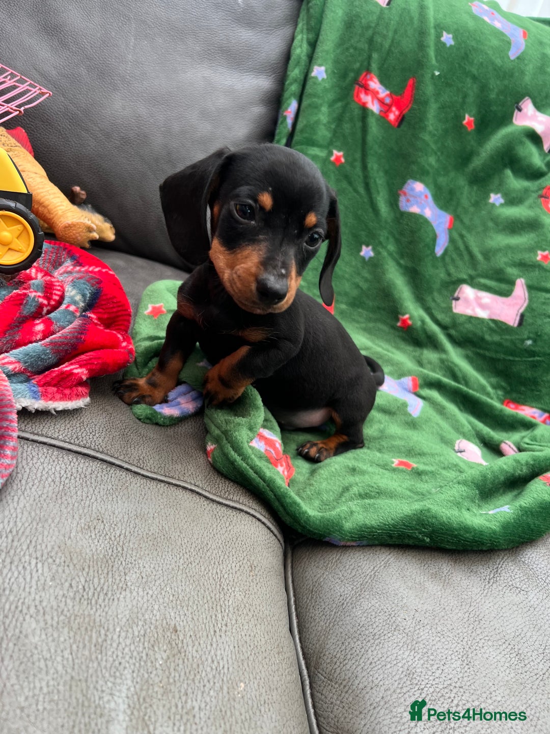 Miniature Dachshund dogs for sale: Miniature dachshund. 8 weeks READY TO LEAVE - Image 18