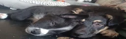 Border Collie dogs for sale: 14 week old male border collie puppy  - Advert 6