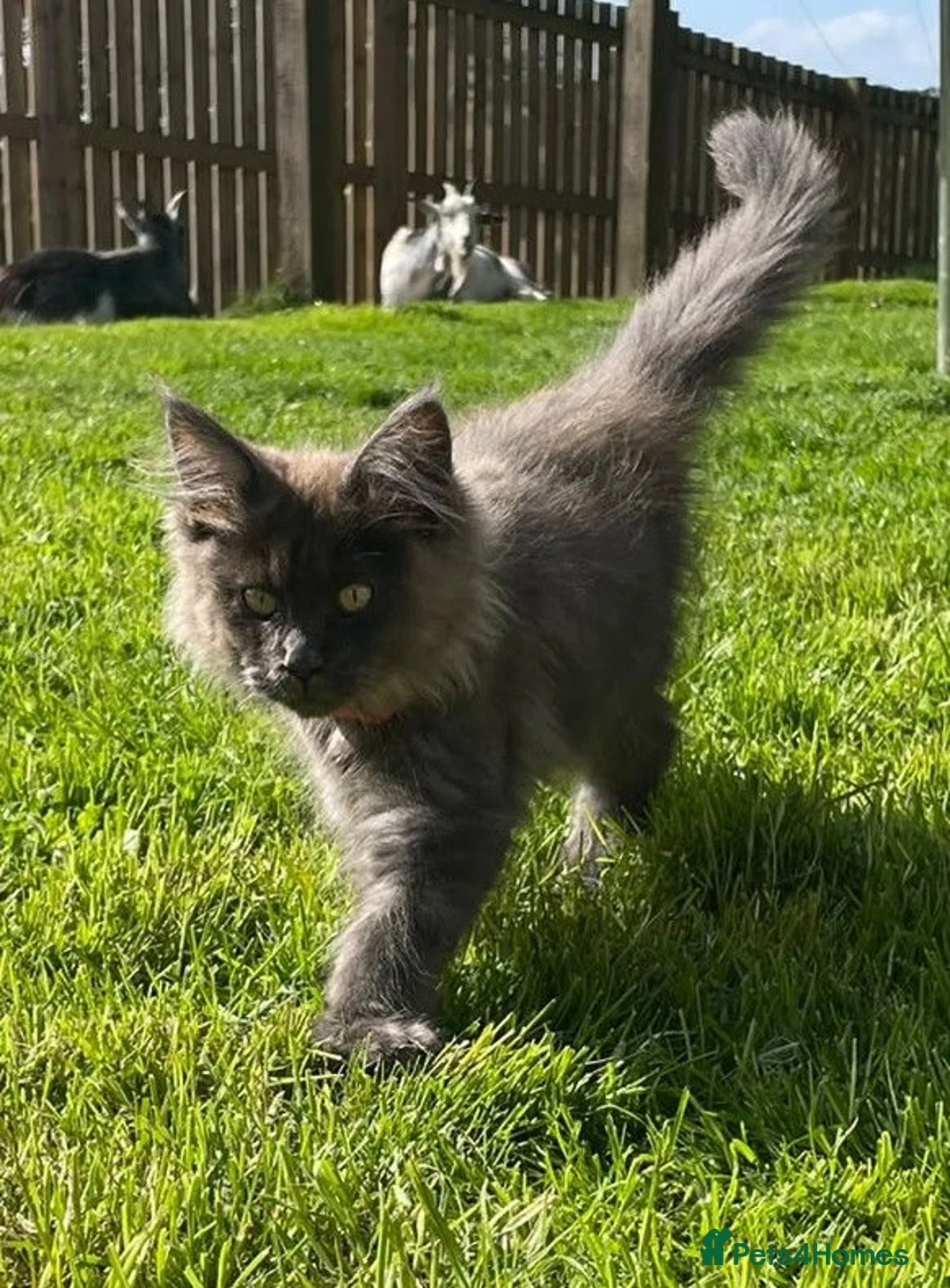 Maine Coon cats for sale: Stunning Maine Coon kittens - Advert 20