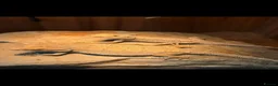Bearded Dragon reptiles for sale: Western dwarf bearded dragons  - Advert 2