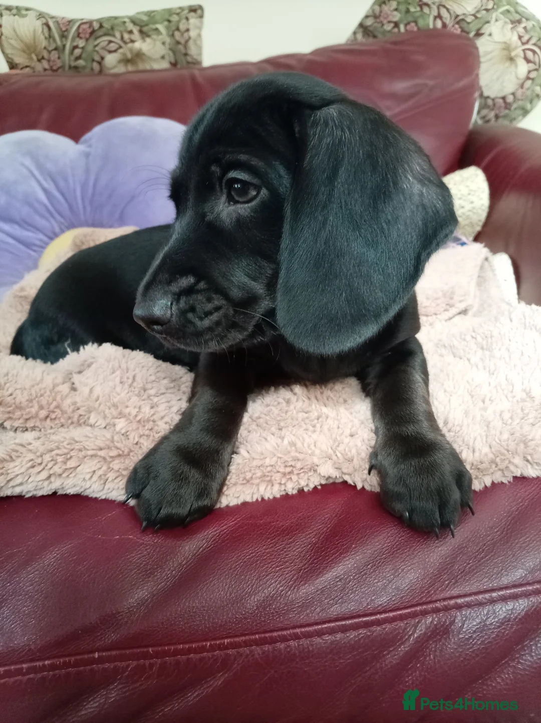 Mixed Breed dogs for sale: 10 week old Black Dachshund x Cocker Spaniel puppy in Nottingham - Advert 5