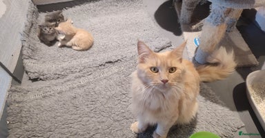 Maine Coon cats in Great Missenden - Advert 7