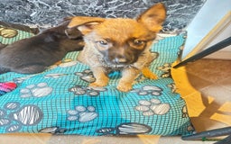 Mixed Breed dogs for sale: Malinois rotti cross puppy’s for sale - Image 19