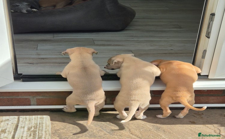 Whippet dogs - Advert 1