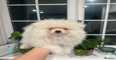 Pomeranian dogs - Advert 11