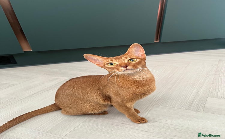 Abyssinian cats - Advert 1
