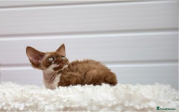 Devon Rex cats for sale: Female Devon Rex cinnamon and white  - Image 6