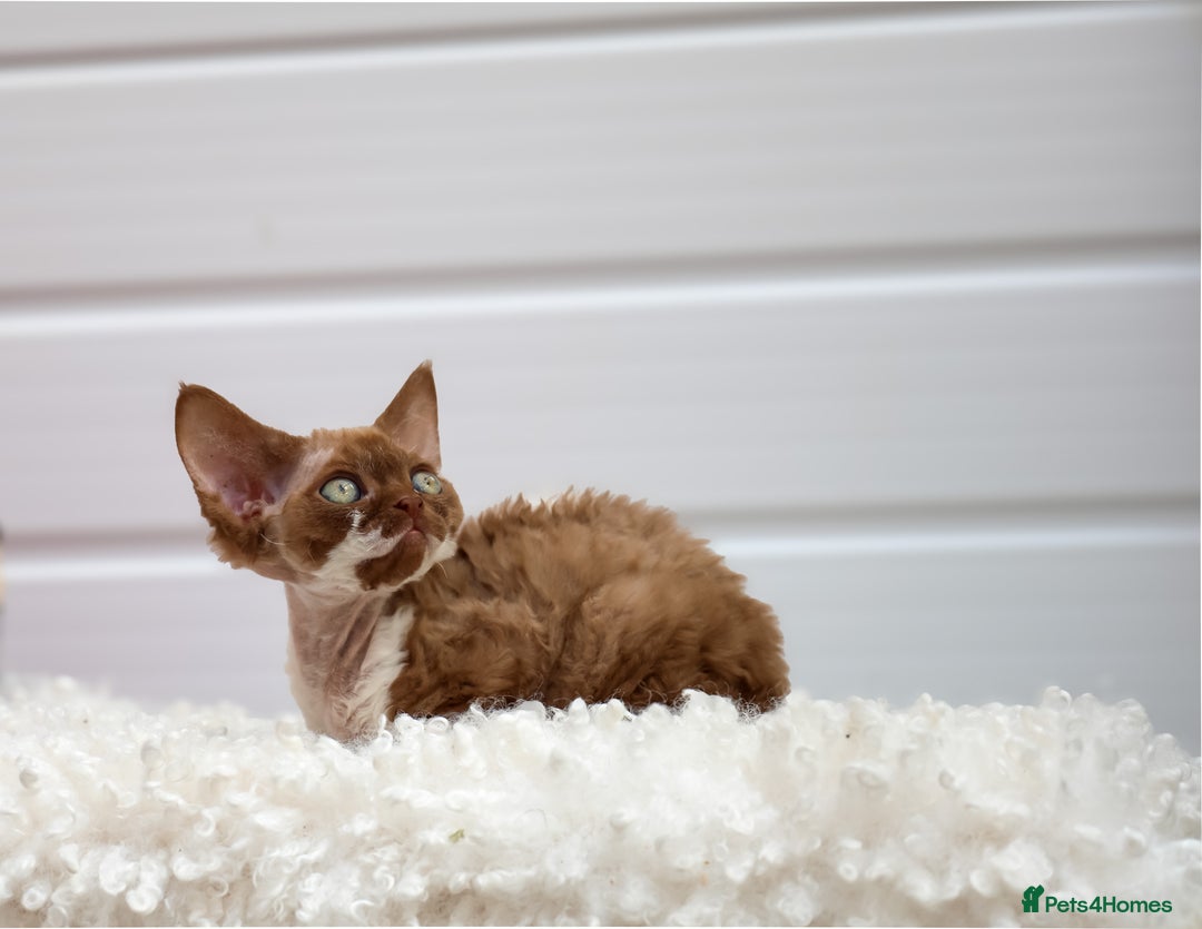 Devon Rex cats for sale: Female Devon Rex cinnamon and white  - Image 6