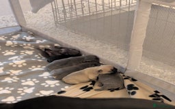 French Bulldog dogs for sale: Beautiful french bulldog puppies  - Advert 26