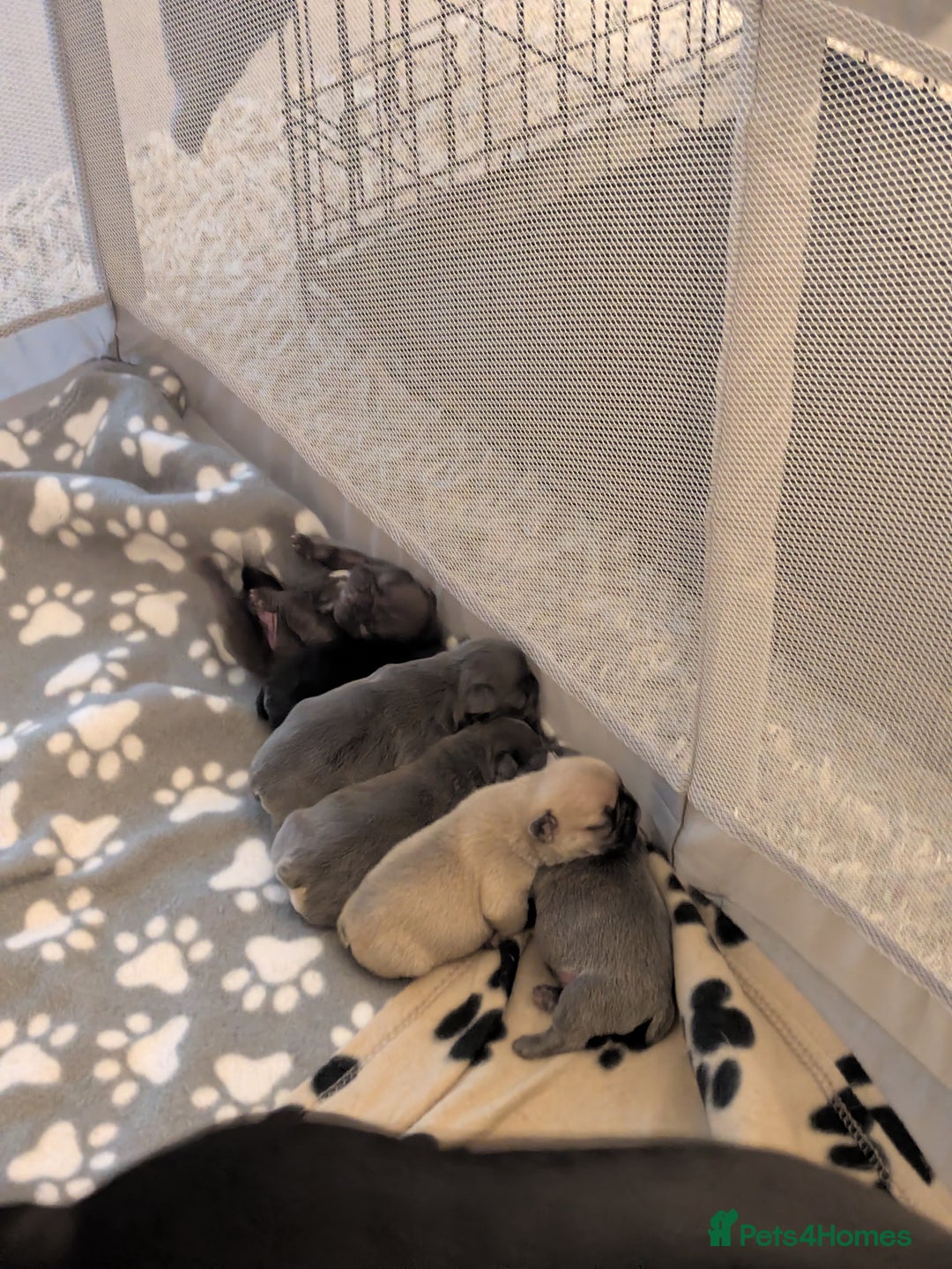 French Bulldog dogs for sale: Beautiful french bulldog puppies  - Advert 26