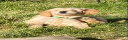 Goldendoodle dogs for sale: Goldendoodle pups Born 25 March 2026 - Advert 6