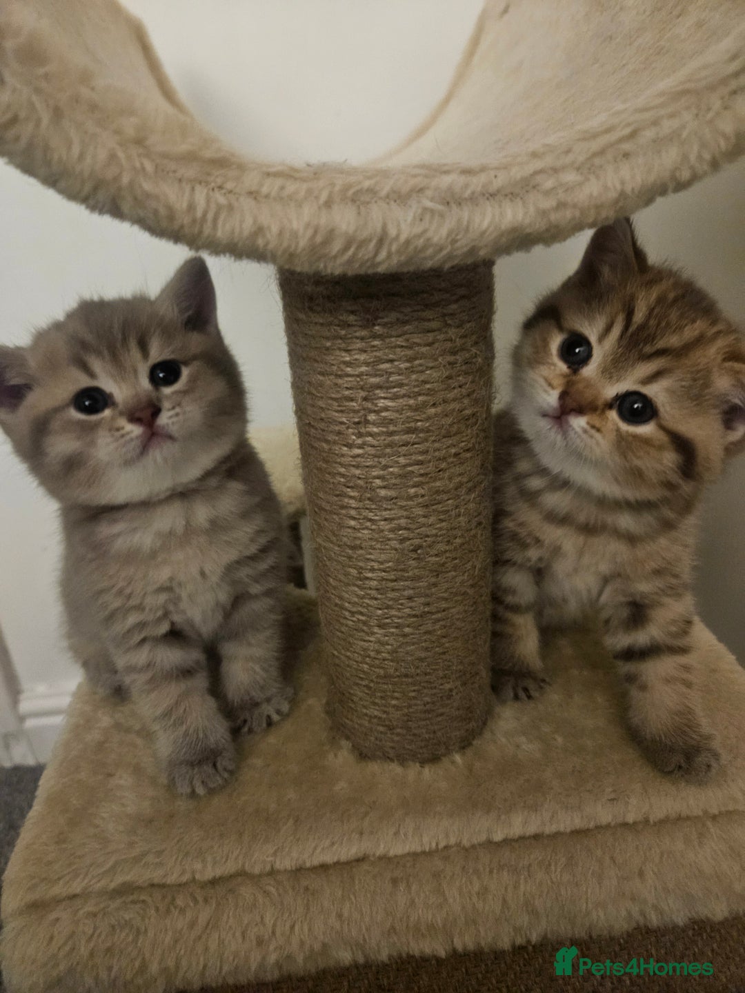 British Shorthair cats for sale: British Shorthair kittens! MALE BACK AVAILABLE!  - Advert 13