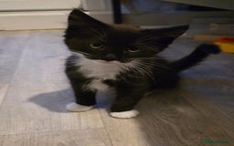 British Longhair cats for sale: 2 female kittens,nearly 4 months old - Image 7