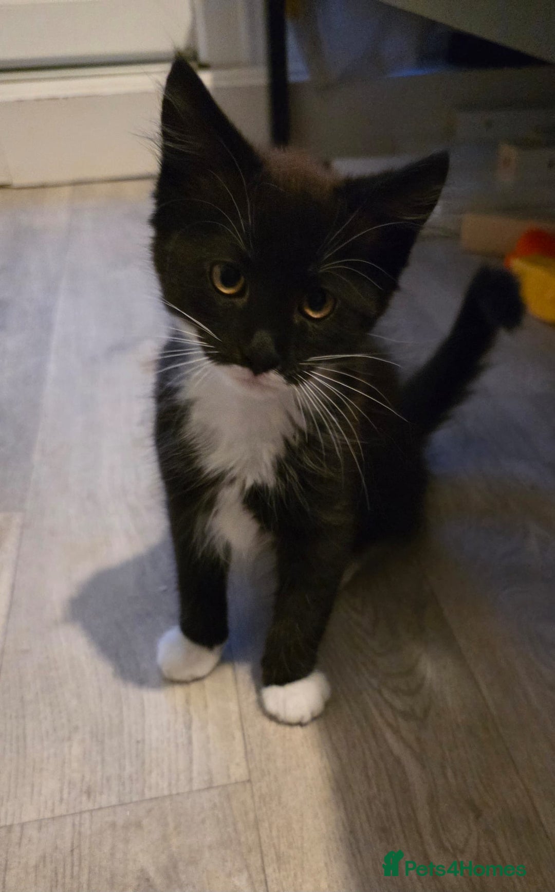 British Longhair cats for sale: 2 female kittens,nearly 4 months old - Image 7
