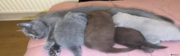 British Shorthair cats for sale: Fully british short hair kittens  - Advert 18