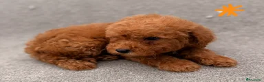 Orange male