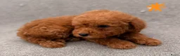 Cockapoo dogs for sale: 6 F1B COCKAPOO PUPPIES in Ashford - Advert 18