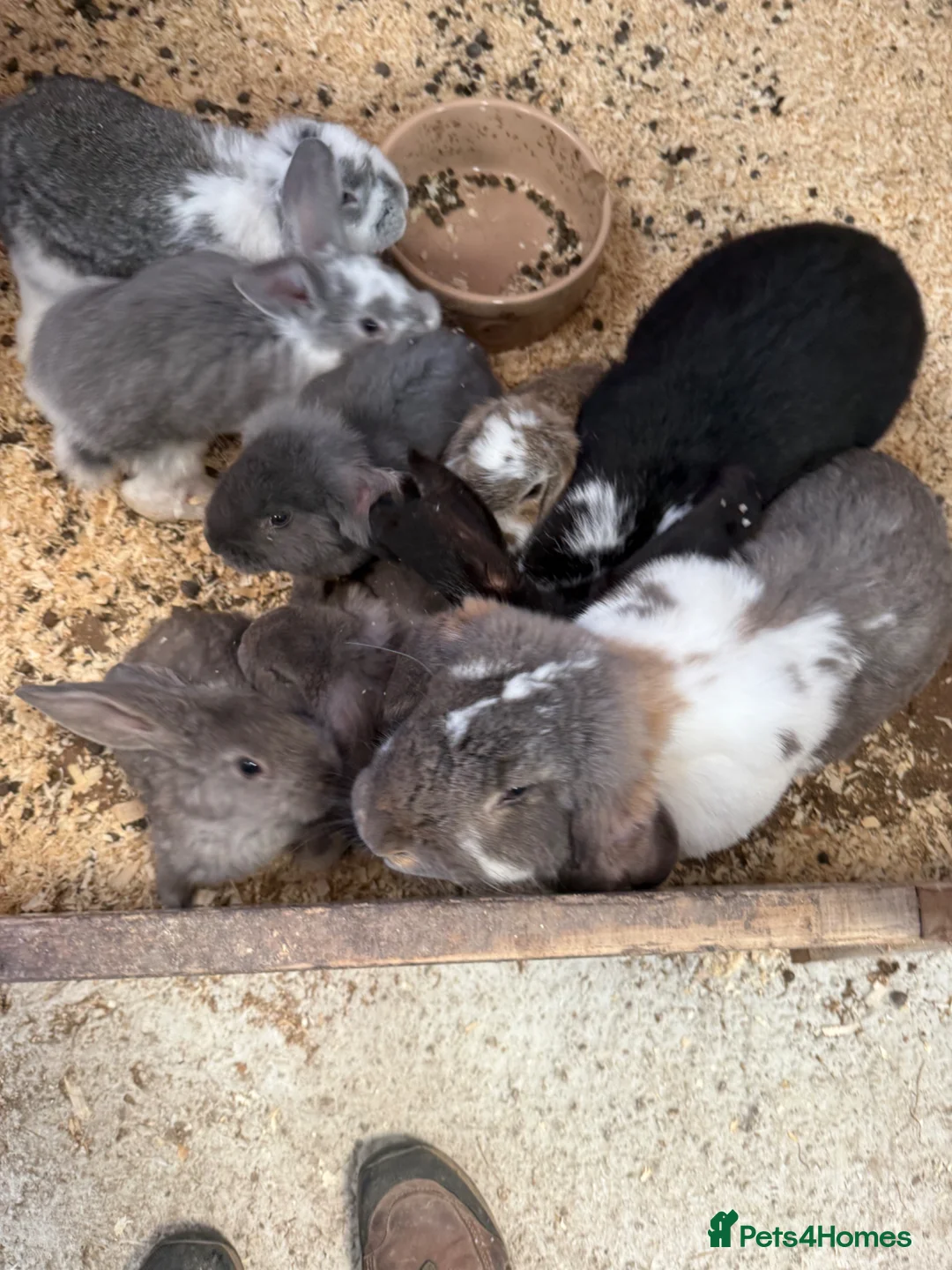 French Lop rabbits for sale: Stunning French lop babies - Advert 1