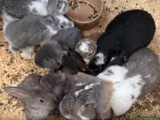 French Lop rabbits for sale: Stunning French lop babies - Advert 1