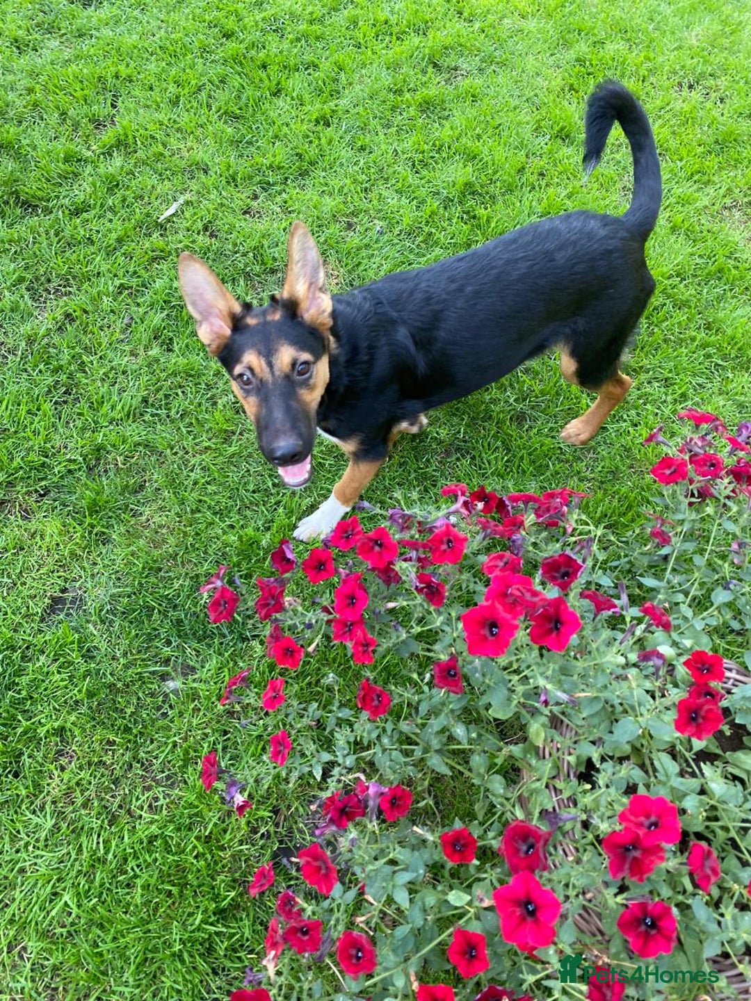 Mixed Breed dogs for adoption: 💙🐶 CONNOR 🐶💙 - Image 6