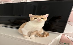 British Shorthair cats for sale: Beautiful Cream Bi Colour British Shorthair.  - Image 8