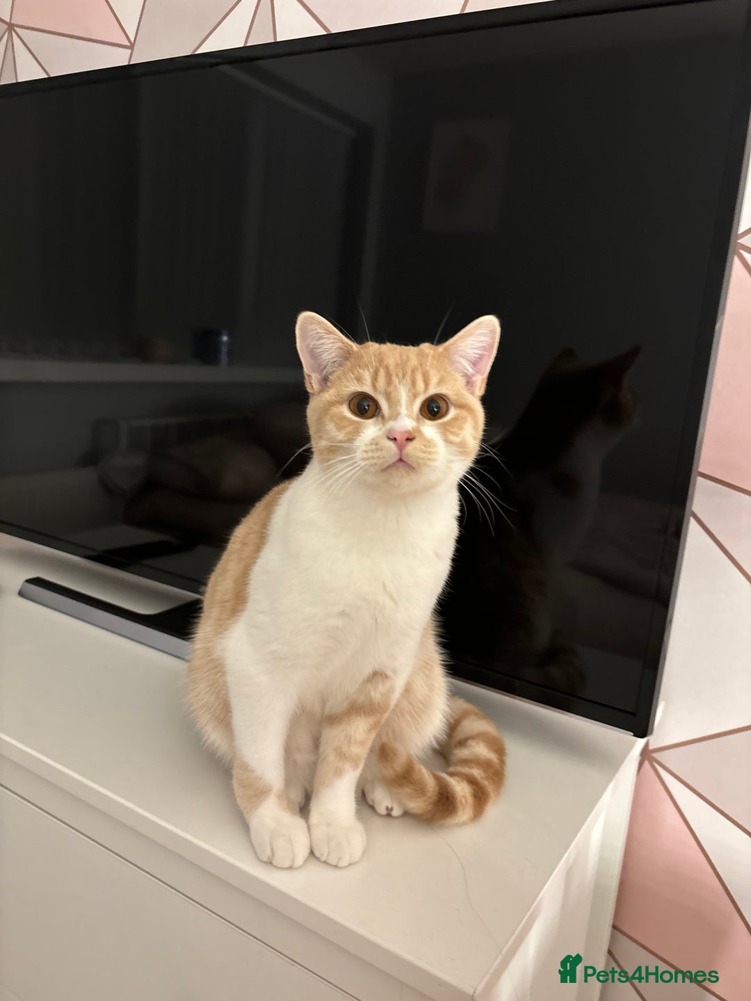 British Shorthair cats for sale: Beautiful Cream Bi Colour British Shorthair.  - Image 8