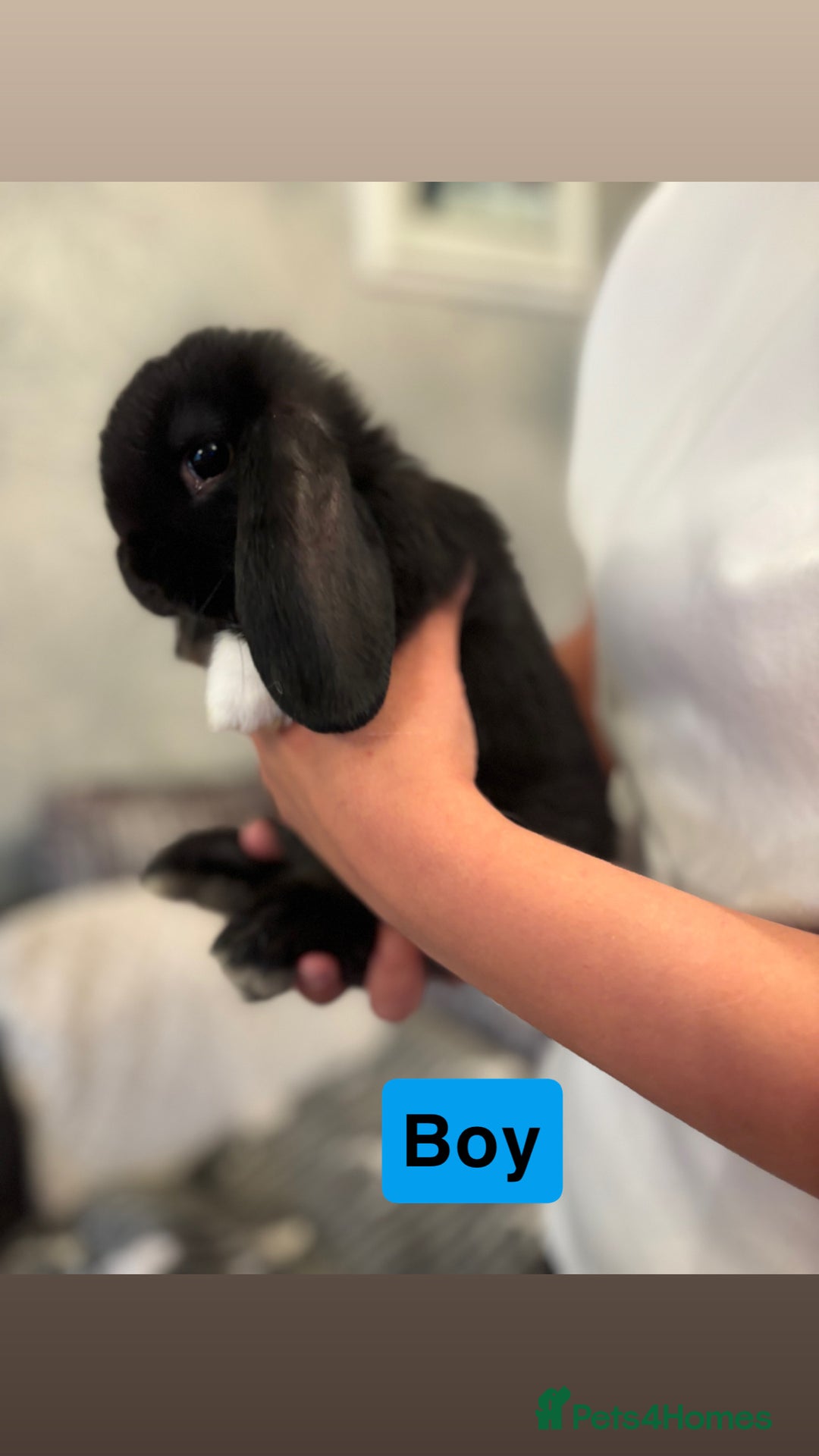 Mini Lop rabbits for sale: 4 Gorgeous Holland Lops😍 - Image 3