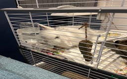 Mini Lion Lop rabbits for sale: Super cute mini lop x lionhead rabbits - Image 1