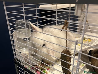 Mini Lion Lop rabbits - Advert 1